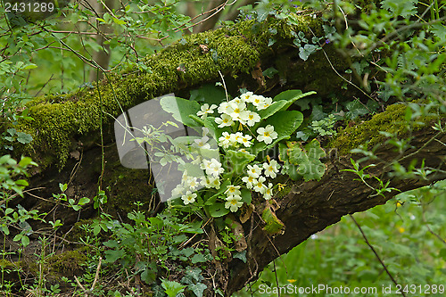 Image of Primroses in Woodland