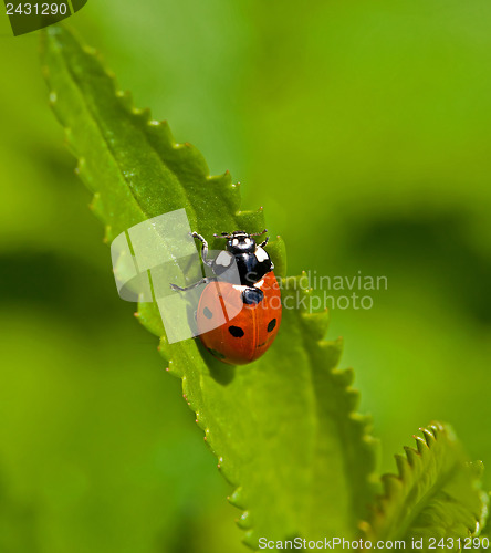 Image of Seven-spot Ladybird