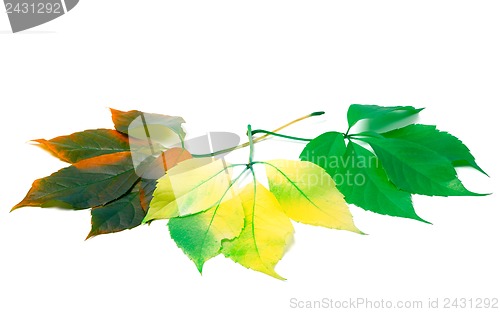 Image of Three leafs of different seasons isolated on white background