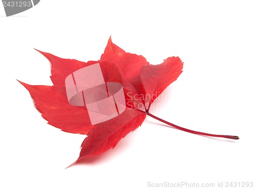 Image of Red autumn virginia creeper leaf