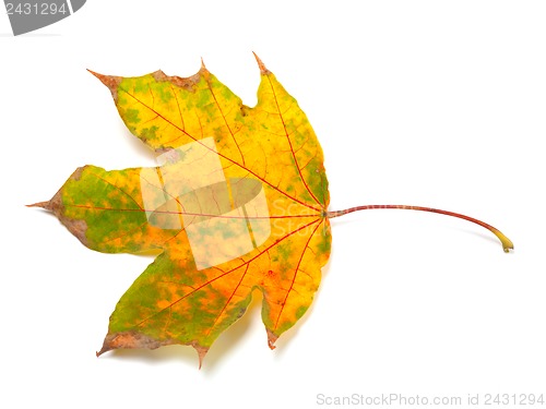 Image of Dry autumn maple-leaf