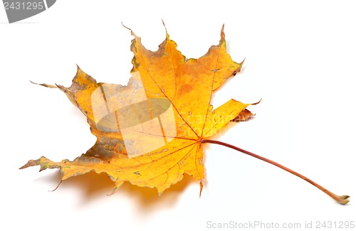 Image of Autumn yellowed maple leaf