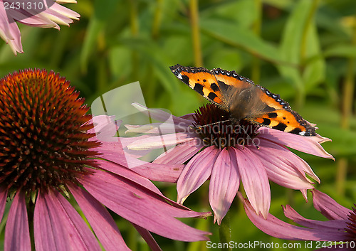 Image of Aglais urticae.