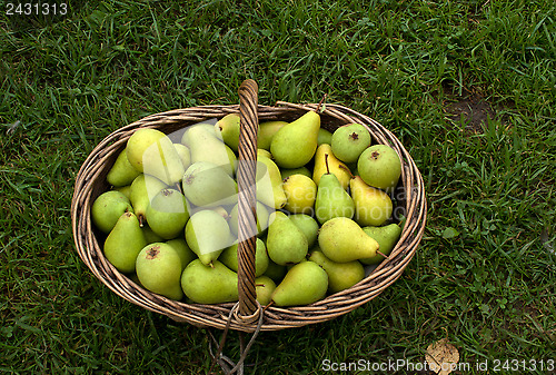 Image of Pears.