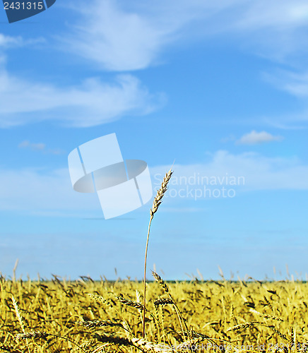 Image of wheat spike