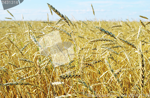 Image of wheat field