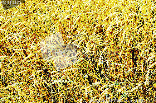 Image of wheat field