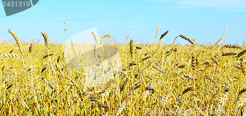 Image of wheat field