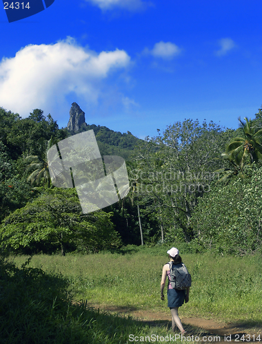 Image of Tropical Walk