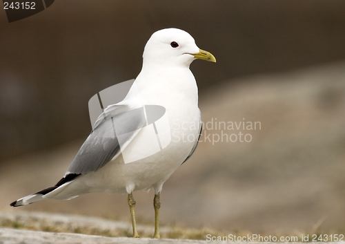 Image of Mew Gull