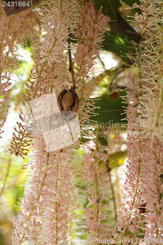 Image of Macadamia flower clusters and nut