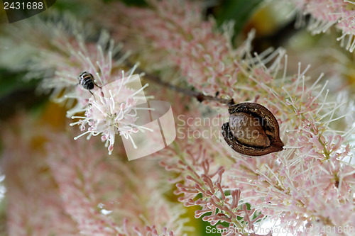 Image of Macadamia nut in husk against flower racemes