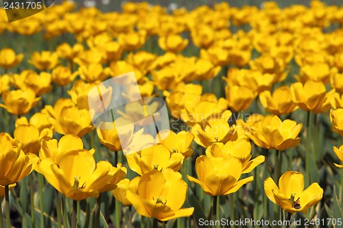 Image of Yellow tulip field 