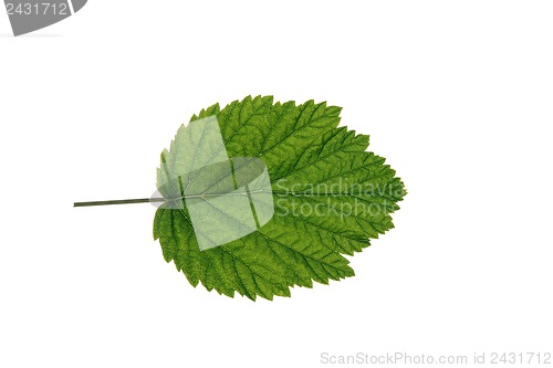 Image of autumn  leaf  on white background