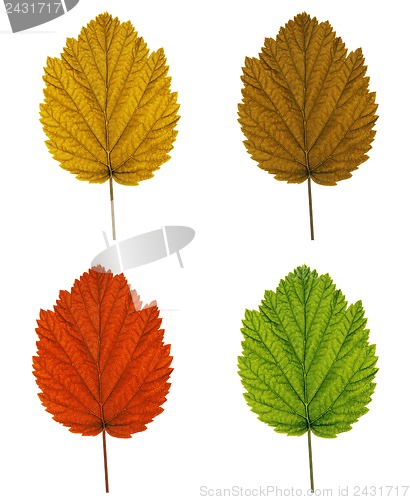 Image of collection of tree leaves isolated on white background