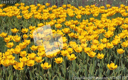 Image of Yellow tulip field 