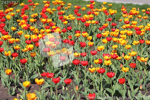 Image of Yellow and red  tulip field 