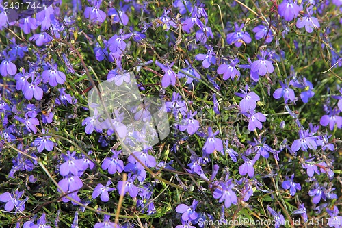 Image of Summer landscape with blue flowers