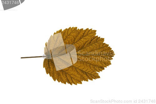 Image of autumn  leaf  on white background
