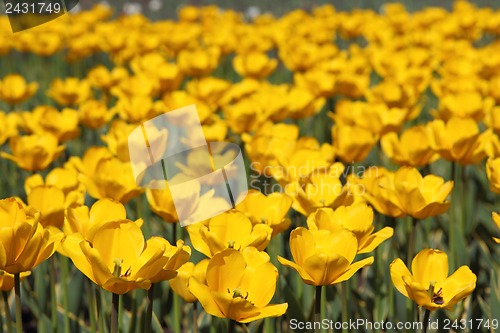 Image of Yellow tulip field 