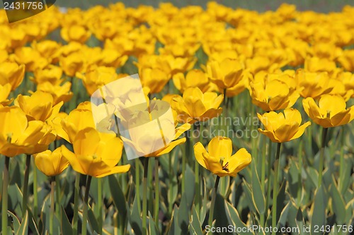 Image of Yellow tulip field 