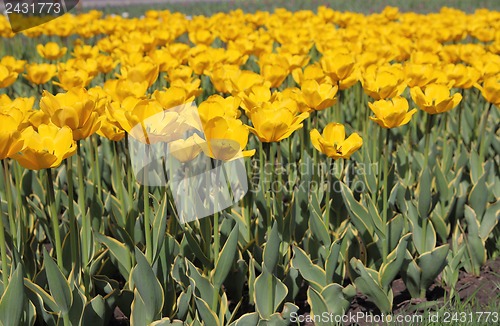 Image of Yellow tulip field 