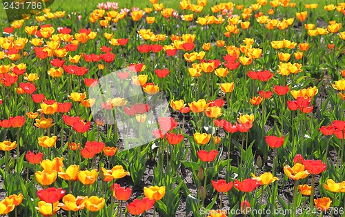 Image of Yellow and red  tulip field 