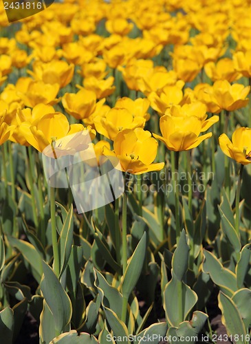 Image of Yellow tulip field 