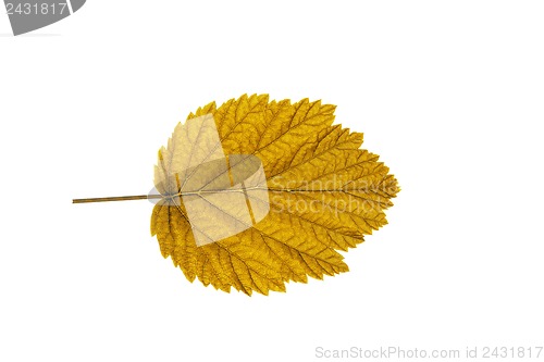 Image of autumn  leaf  on white background