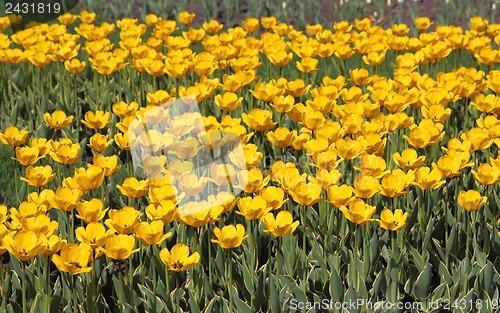 Image of Yellow tulip field 