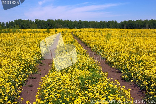 Image of Summer landscape with yellow grass, road and clouds
