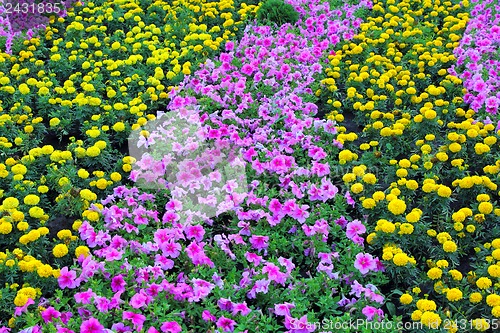 Image of Summer landscape with yellow flowers