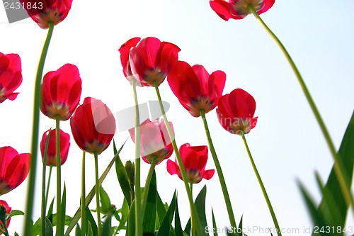 Image of Red tulips, view from below against the sky.