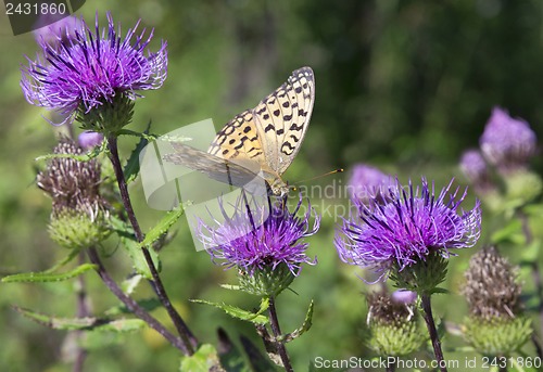 Image of Monarch butterfly on red  flower