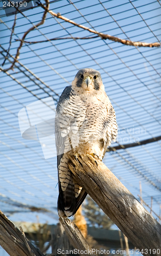 Image of Peregrine Falcon