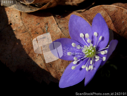 Image of Hepatica nobilis