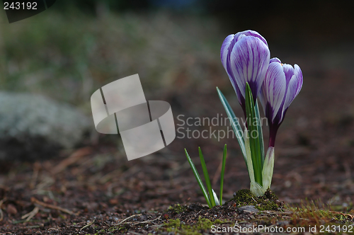 Image of Crocus