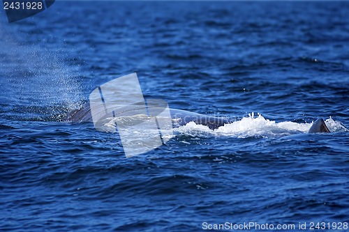 Image of Whale tail