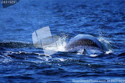 Image of Whale tail