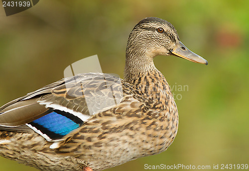 Image of Mallard