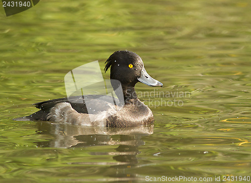 Image of Tufted duck