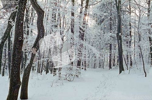 Image of Winter forest