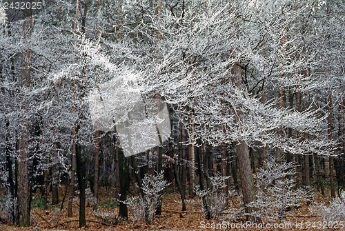 Image of Winter forest