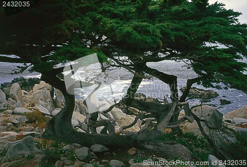 Image of Point Lobos