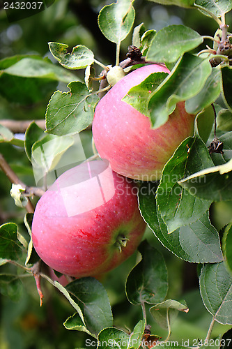 Image of Red apples