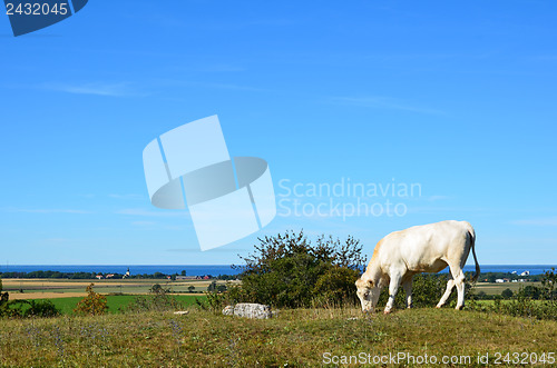 Image of Grazing with nice view