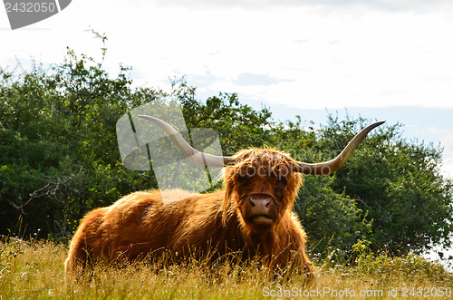 Image of Highland cattle closeup