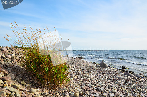 Image of Grass plant at coastline