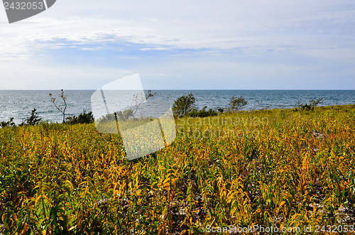 Image of Yellow coast