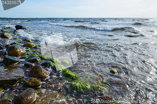 Image of Seaweed at coast